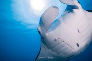 manta ray