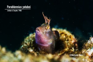 Yatabei blenny