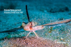 Oriental Flying Gurnard