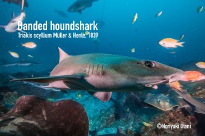 Banded houndshark