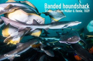 Banded houndshark (Triakis scyllium)