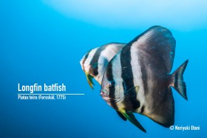 batfish