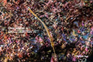 Ghost pipefish