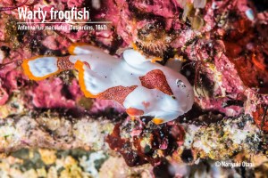 Warty frogfish