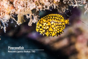 Pineconefish