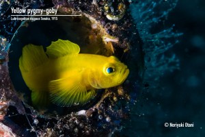 Yellow pygmy-goby