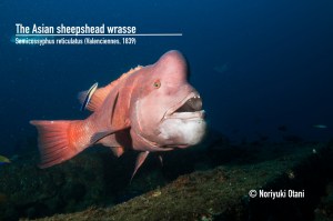 Asian sheephead wrasse
