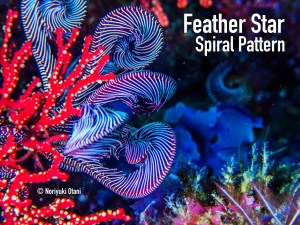 Feather Star in purple color