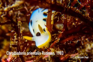 Chromodoris orientalis Rudman, 1983