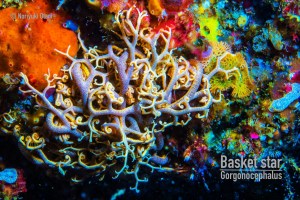 Basket star