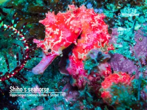 Shiho’s seahorse