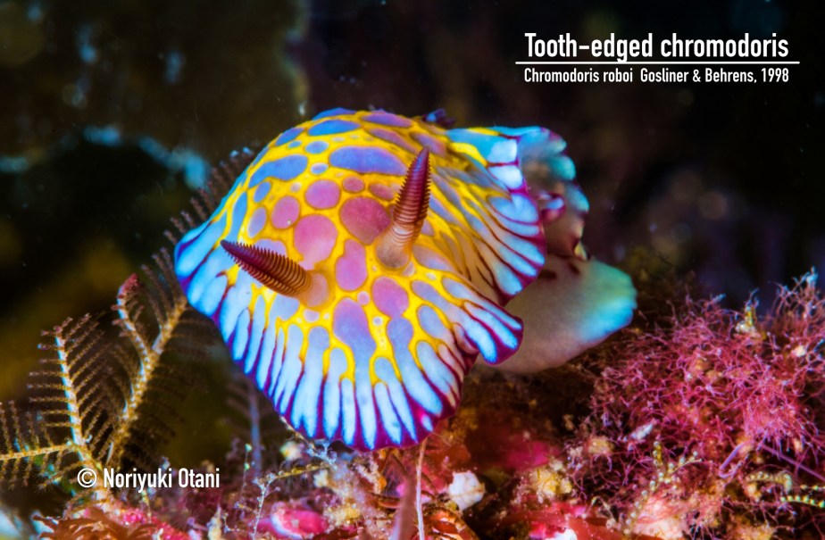 Tooth-edged chromodoris
