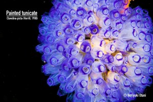 Painted tunicate